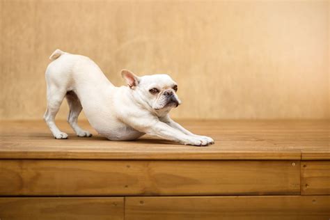 Arched Back in Dogs – 7 Causes and Solutions